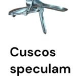 Cuscos speculam